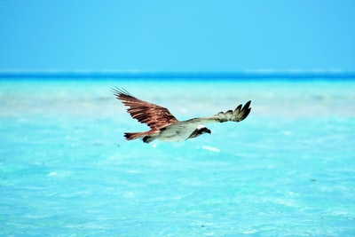 white and brown bird flying over the sea during daytime